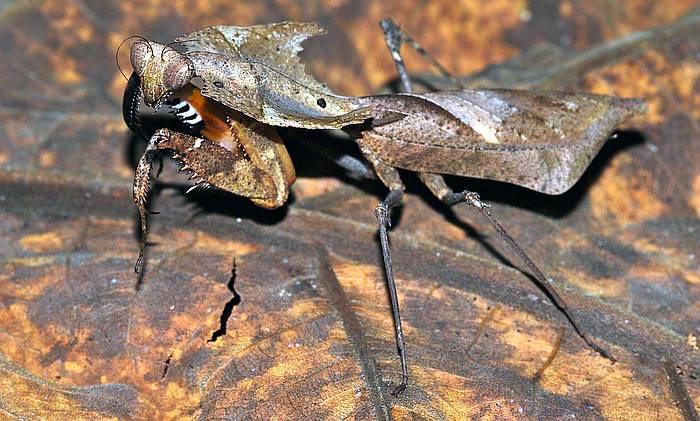 Малазийский листовидный богомол (Deroplatys desiccata), фото фотография насекомые