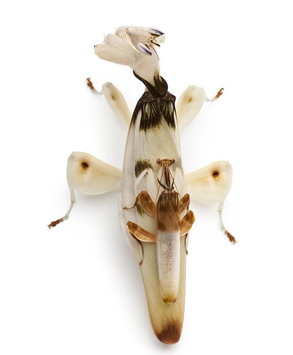 Орхидейный богомол (Hymenopus coronatus), самка и самец, фото фотография насекомые