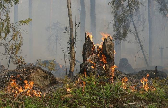 Огонь в лесу, фото сказки народов мира о животных фотография