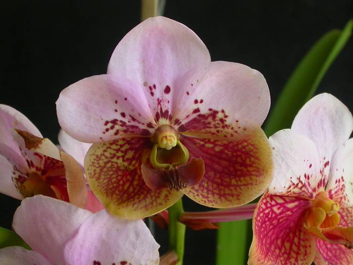 Орхидея эванте Сандера (Euanthe sanderiana), фото фотография сказки о цветах для детей