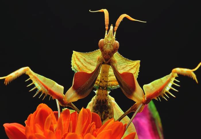 Чёртов цветок (Idolomantis diabolica), фото фотография насекомые