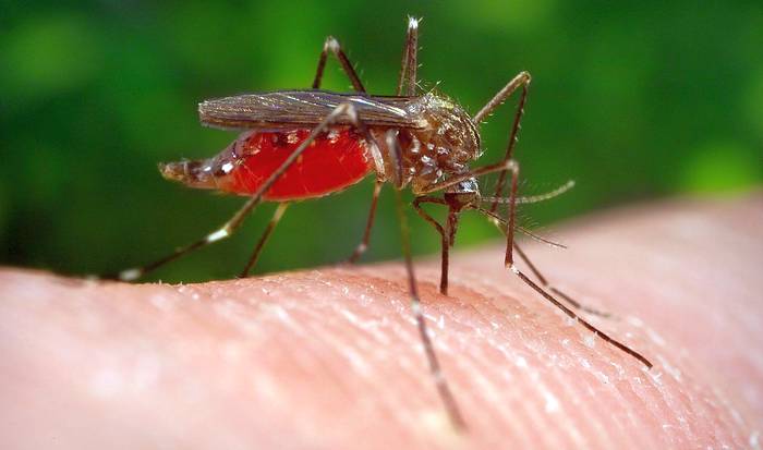 Азиатский кустарниковый комар (Aedes japonicus), фото фотография насекомые