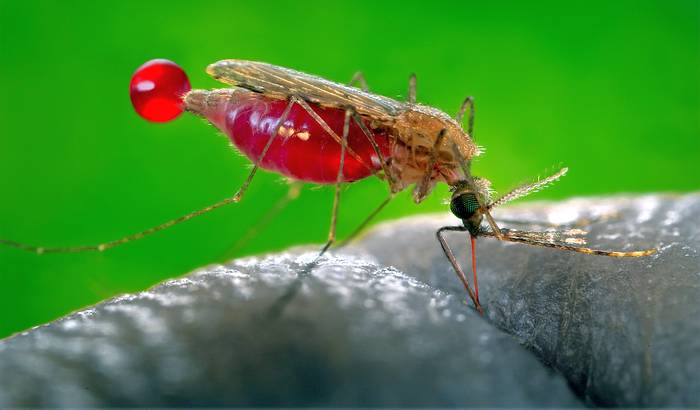 Комар (Anopheles gambiae), фото фотография насекомые