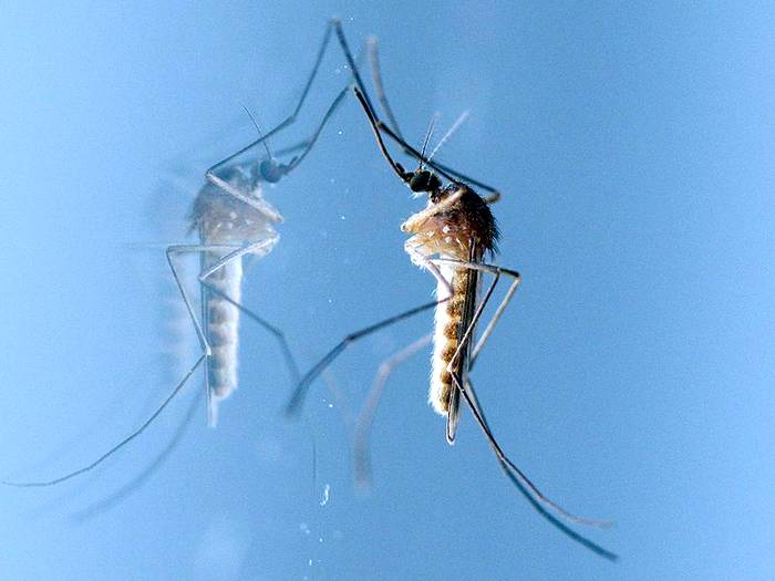 Комар обыкновенный (Culex pipiens), фото фотография насекомые
