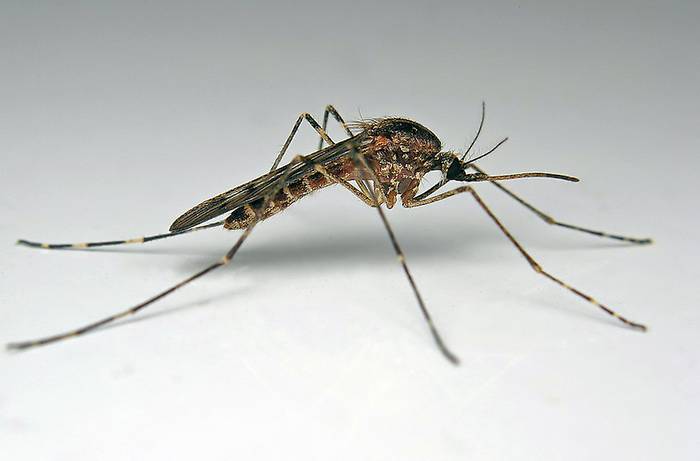 Обыкновенный малярийный комар (Anopheles maculipennis), фото фотография насекомые