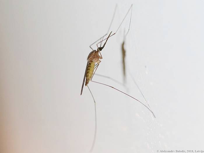 Обыкновенный малярийный комар (Anopheles maculipennis), фото фотография насекомые