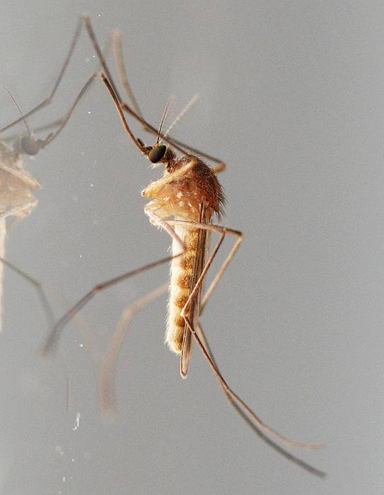 Комар обыкновенный (Culex pipiens), фото фотография насекомые