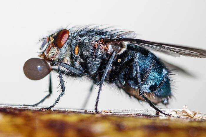 Чем питаются мухи?, фото фотография насекомые