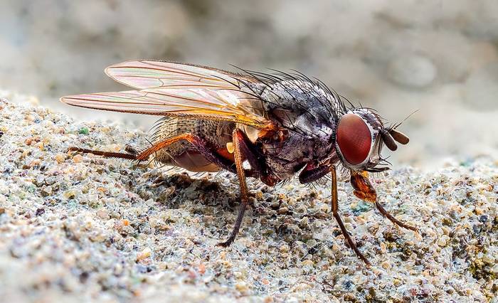 Комнатная муха (Musca domestica), фото фотография насекомые