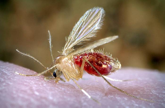 Паппатачный москит (Phlebotomus papatasi), фото фотография насекомые