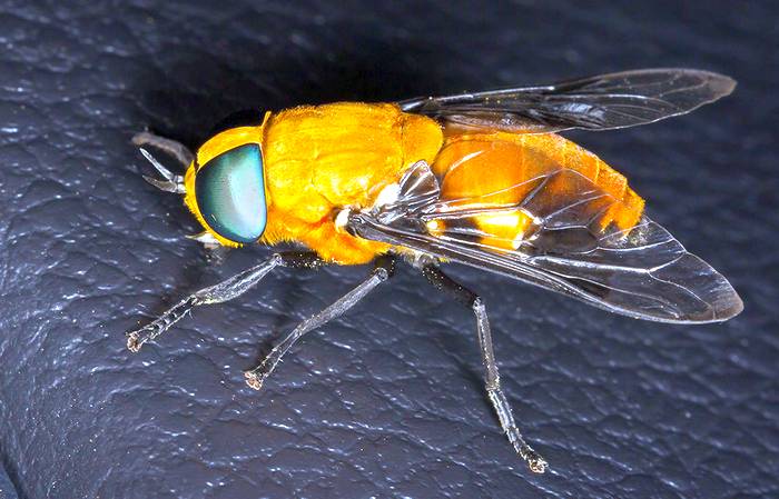 Слепень Ancala africana, фото фотография насекомые