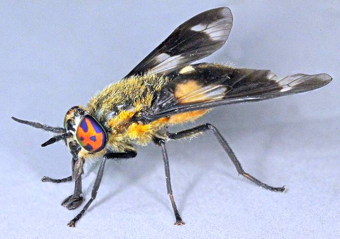 Лесной пестряк (Chrysops caecutiens), фото фотография насекомые