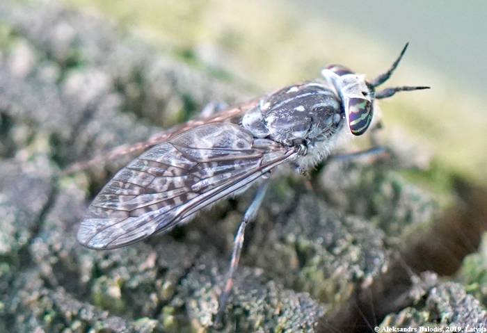 Дождёвка западная (Haematopota italica), фото фотография насекомые