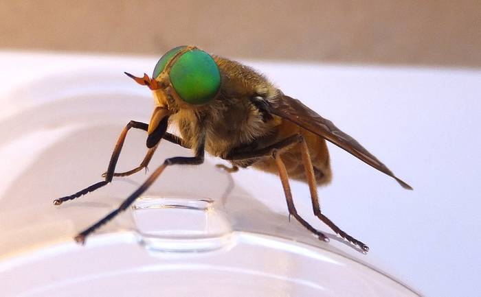 Конская муха (Philipomyia aprica), фото фотография насекомые