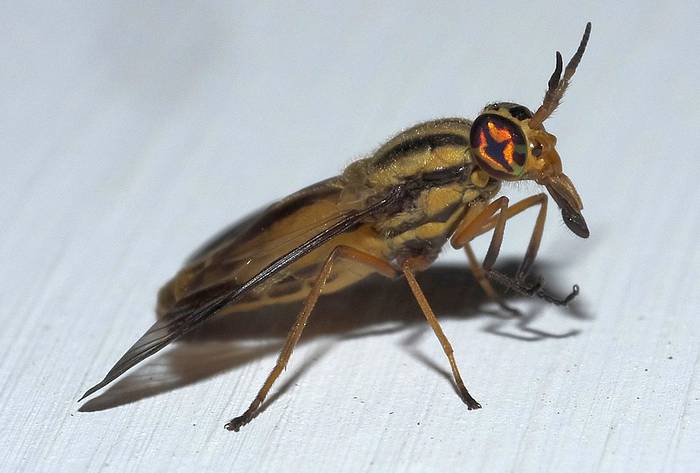 Оленья муха (Chrysops aberrans), фото фотография насекомые