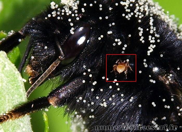 Пчелиная вошь, браула (Braula coeca), фото фотография насекомые