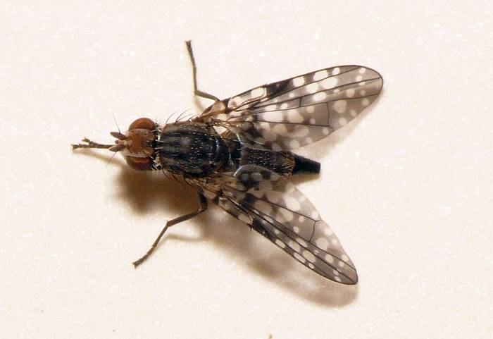 Плодовая муха (Campiglossa misella), фото фотография