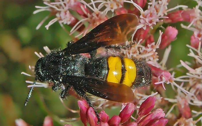 Сколия волосатая (Scolia hirta), самка, фото насекомые фотография