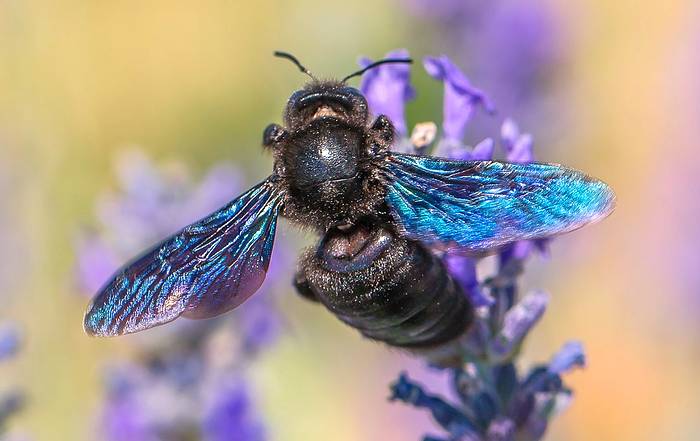Фиолетовая пчела-плотник (Xylocopa violacea), фото насекомые фотография