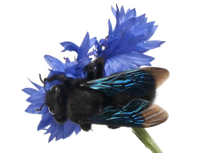 Фиолетовая пчела-плотник (Xylocopa violacea), фото насекомые фотография