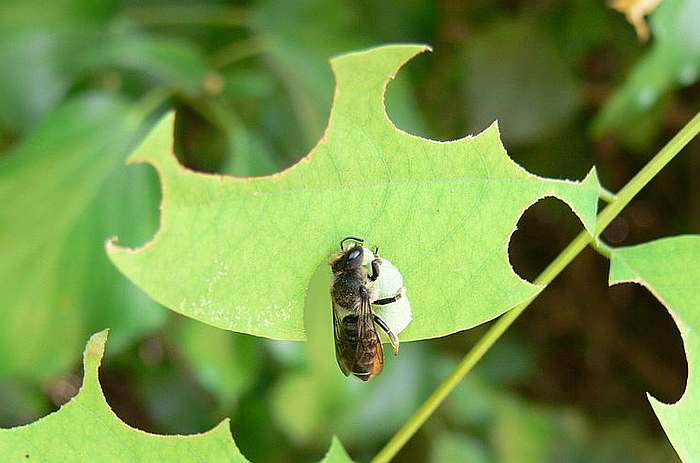 Люцерновая пчела-листорез (Megachile rotundata), фото насекомые фотография