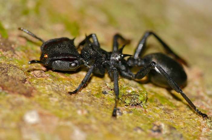 Древесный муравей (Cephalotes atratus), фото насекомые фотография