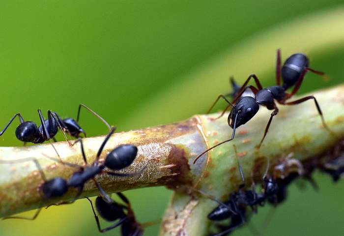 Садовые муравьи (Lasius sp.), фото насекомые фотография