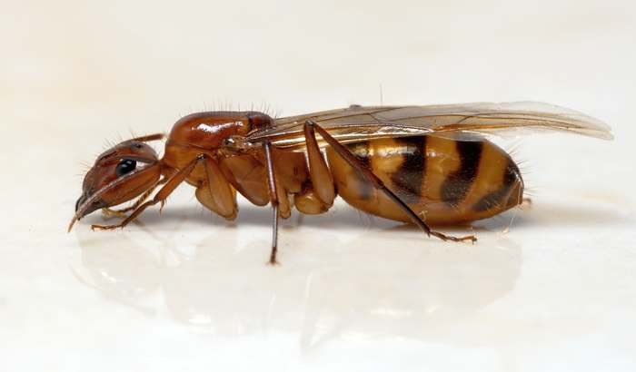 Кампонотус, муравей-древоточец (Camponotus sp.), фото насекомые фотография