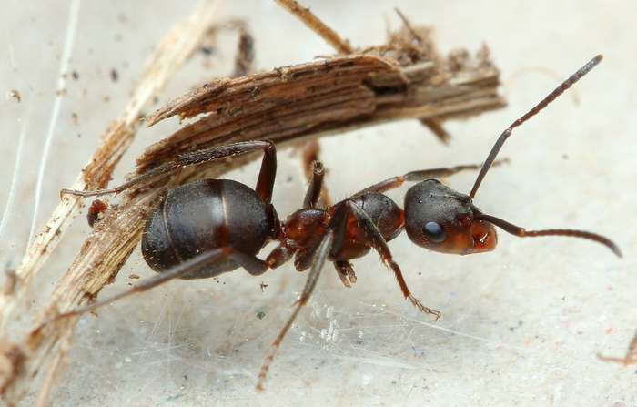 Луговой муравей (Formica pratensis), фото насекомые фотография