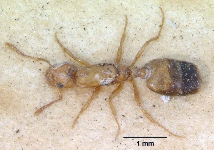 Фараонов муравей, или домовый муравей (Monomorium pharaonis), фото насекомые фотография