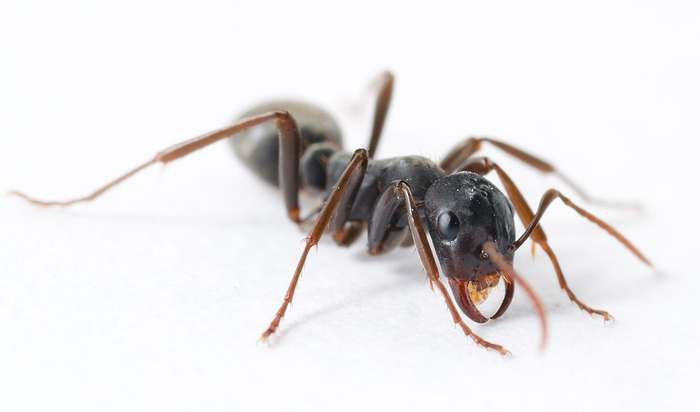 Муравей-рабовладелец (Polyergus samurai), фото насекомые фотография
