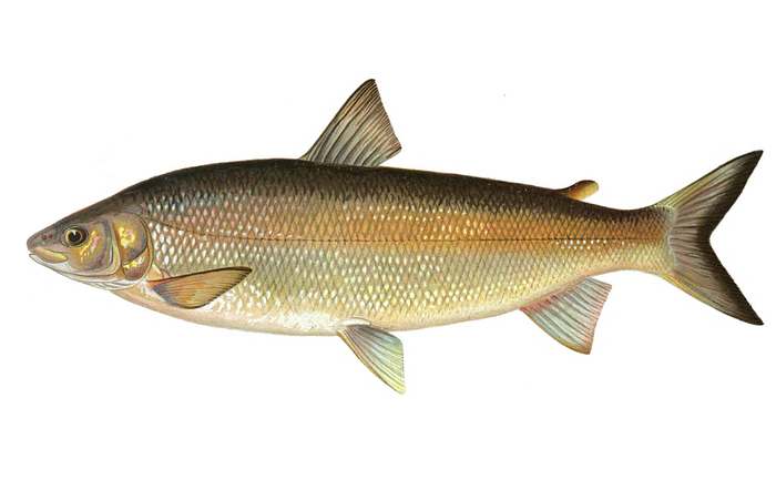 Сельдевидный сиг (Coregonus clupeaformis), рисунок картинка рыбы