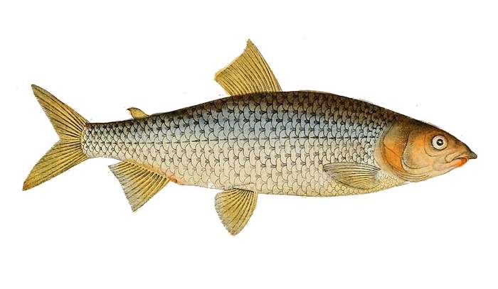 Обыкновенный сиг, или проходной сиг (Coregonus lavaretus), рисунок картинка рыбы