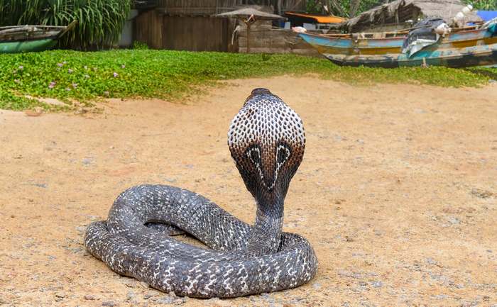 Королевская кобра, или гамадриад (Ophiophagus hannah), фото фотография