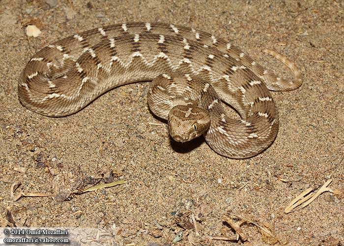 Песчаная эфа (Echis carinatus), фото фотография рептилии