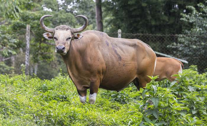 Дикий бык, или бантенг (Bos javanicus), фото парнокопытные животные изображение