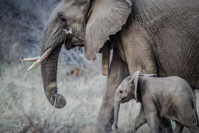 Африканский слон (Loxodonta africana), фото животные фотография