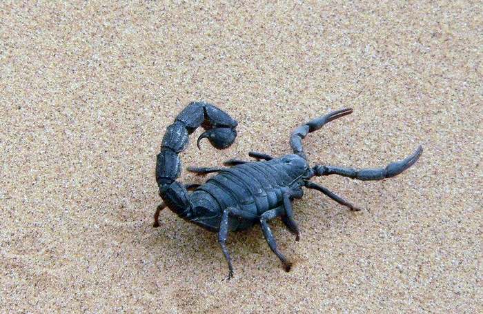 Скорпион на песке, фото членистоногие фотография