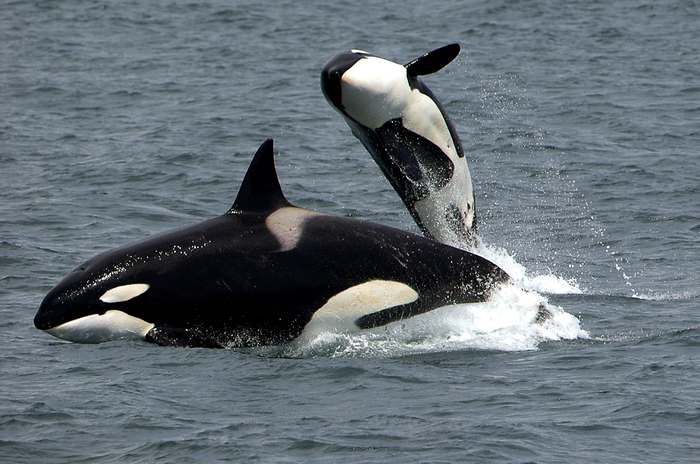Косатки (Orcinus orca), фото киты фотография