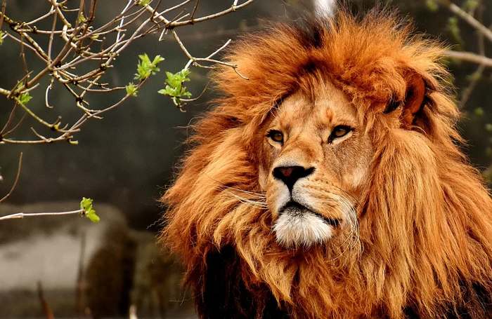 Голова льва (Panthera leo) фото картинка хищные животные