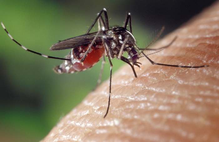 Комар, москит, фото насекомые фотография