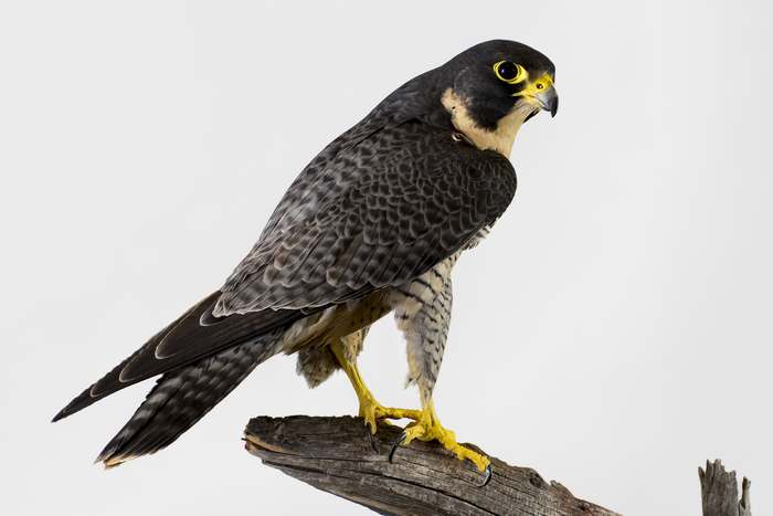 Cокол-сапсан (Falco peregrinus), фото хищные птицы фотография