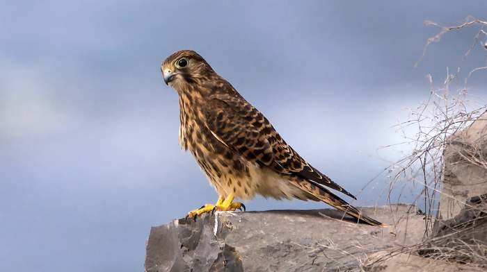 Обыкновенная пустельга (Falco tinnunculus), фото дневные хищные птицы фотография