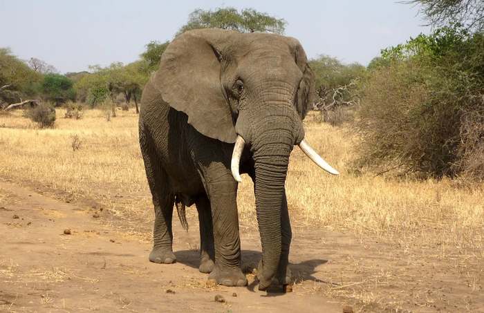 Африканский слон (Loxodonta), фото фотография