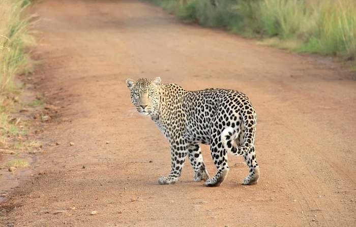 Леопард (Panthera pardus), фото хищники фотография