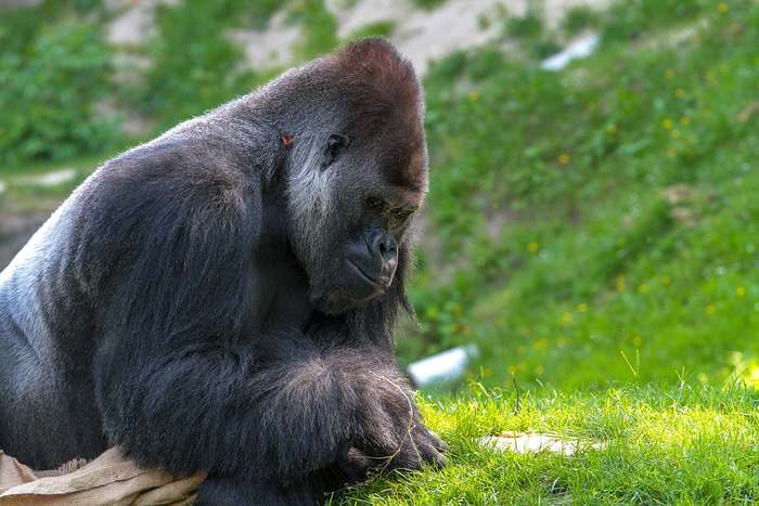 Горилла (Gorilla), фото приматы фотография