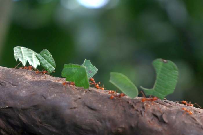 Муравьи-листорезы, фото насекомые фотография