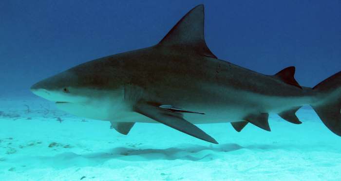 Тигровая акула (Galeocerdo cuvier), фото опасные рыбы фотография
