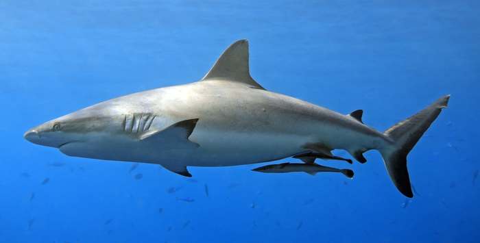 Серая рифовая акула (Carcharhinus amblyrhynchos), фото рыбы фотография