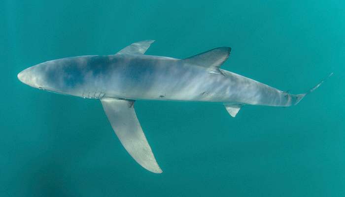 Голубая, или синяя акула (Prionace glauca), фото рыбы фотография